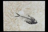 Fossil Fish (Diplomystus) - Green River Formation #115575-1